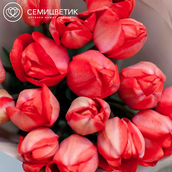 Букет из 15 красных тюльпанов 30 см