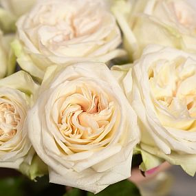 Букет из 25 белых пионовидных роз White O'Hara 40 см