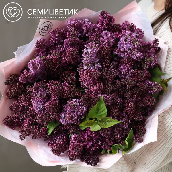 Букет из 51 ветки сирени