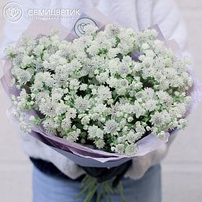 Букет из 25 белых астранций