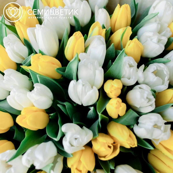Букет из 75 желтых и белых тюльпанов 40 см в зеленой пленке