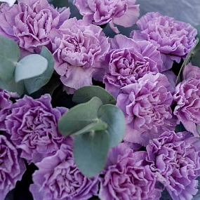 Букет из 15 сиреневых (лунных) гвоздик с эвкалиптом в голубой пленке