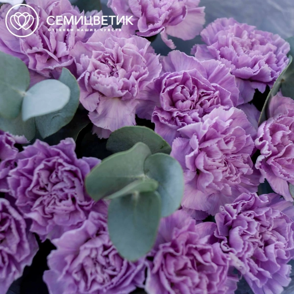 Букет из 15 сиреневых (лунных) гвоздик с эвкалиптом в голубой пленке