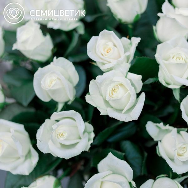 Композиция из 51 белой розы 40 см (Россия) в корзине