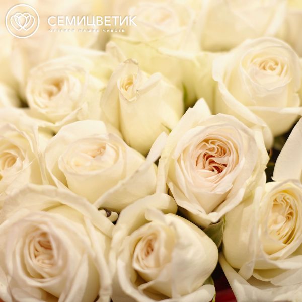 Букет из 51 белой пионовидной розы White O'Hara 40 см