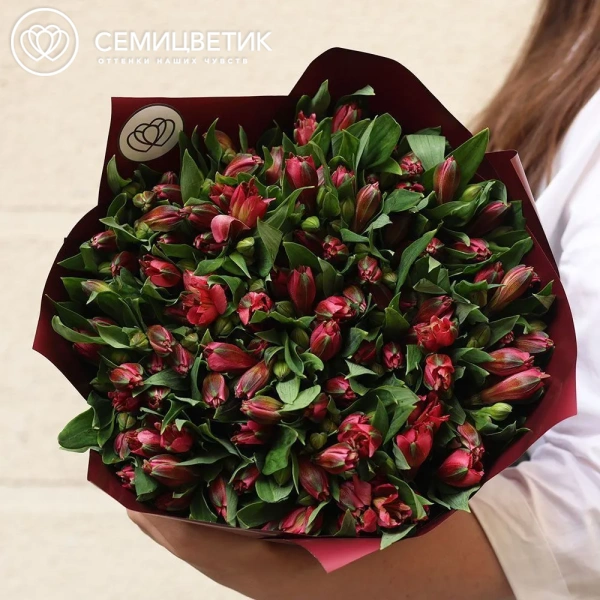 Букет из 23 красных альстромерий в бордовой пленке
