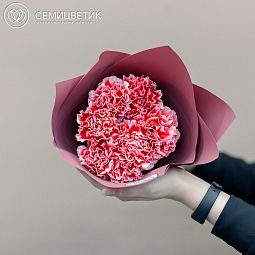 Букет из 7 розовых с белой каймой гвоздик