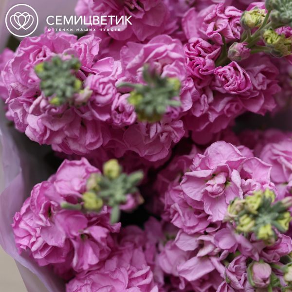Букет из 13 сиреневых махровых маттиол