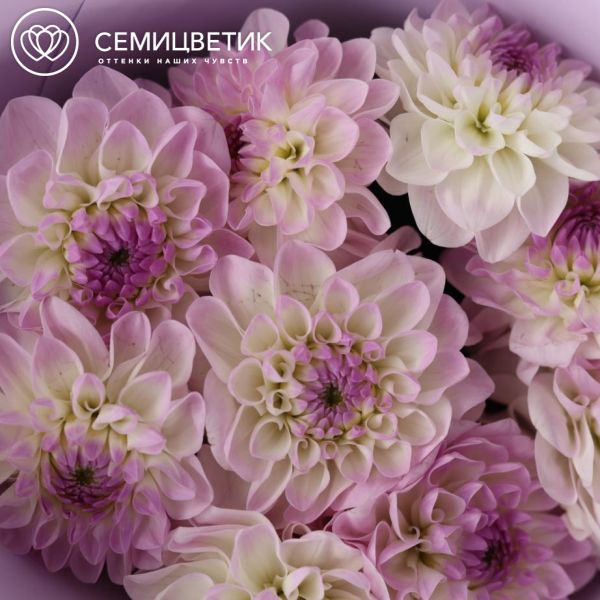Букет из 9 светло-сиреневых георгинов
