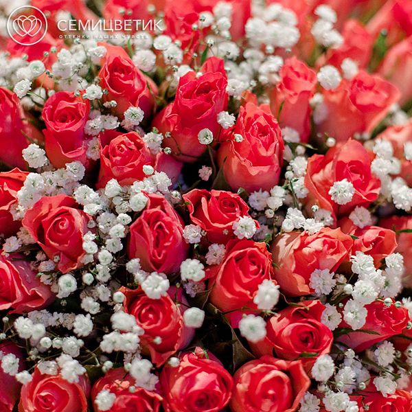 Букет из 101 розовой розы 40 см (Кения) с белой гипсофилой