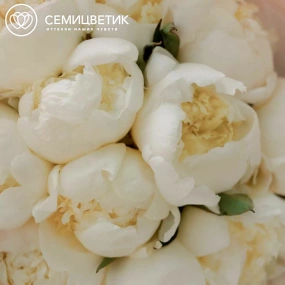 Букет из 11 белых пионов Premium в розовой пленке