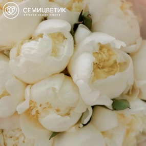 Букет из 11 белых пионов Premium в розовой пленке