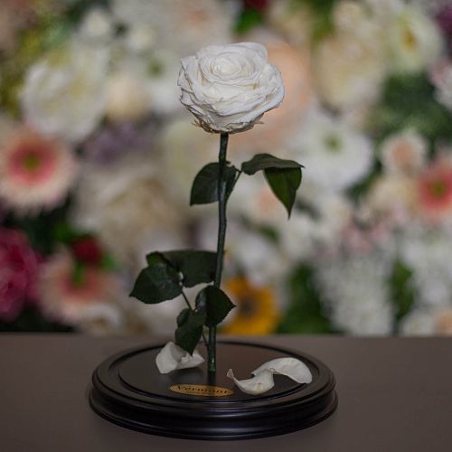 Белая роза в колбе 31 см