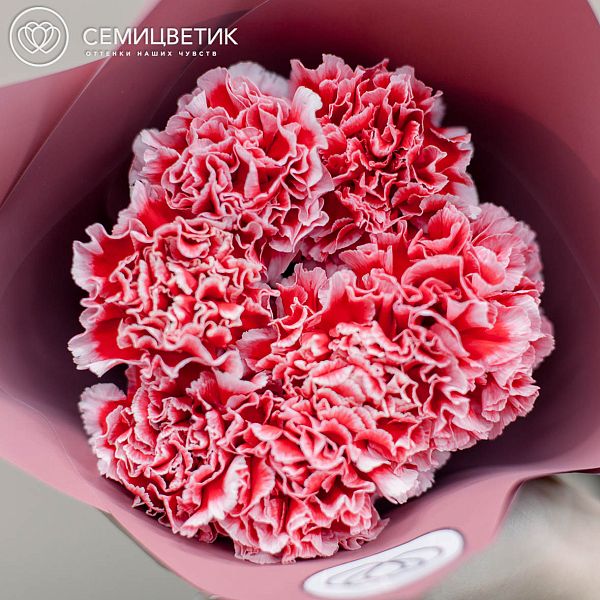Букет из 7 розовых с белой каймой гвоздик