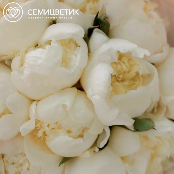 Букет из 11 белых пионов Premium в розовой пленке