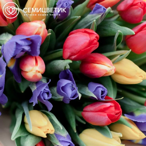 Букет из 15 ирисов и 20 тюльпанов в кремовой пленке