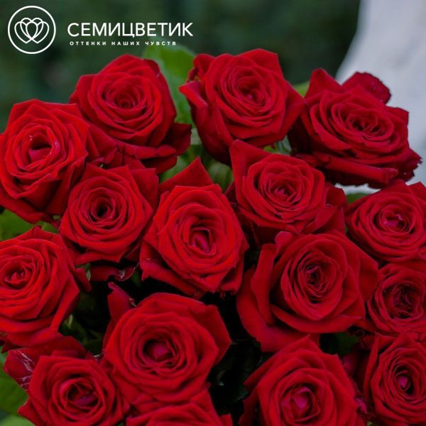 Траурный букет из 16 красных роз 60 см (Россия)