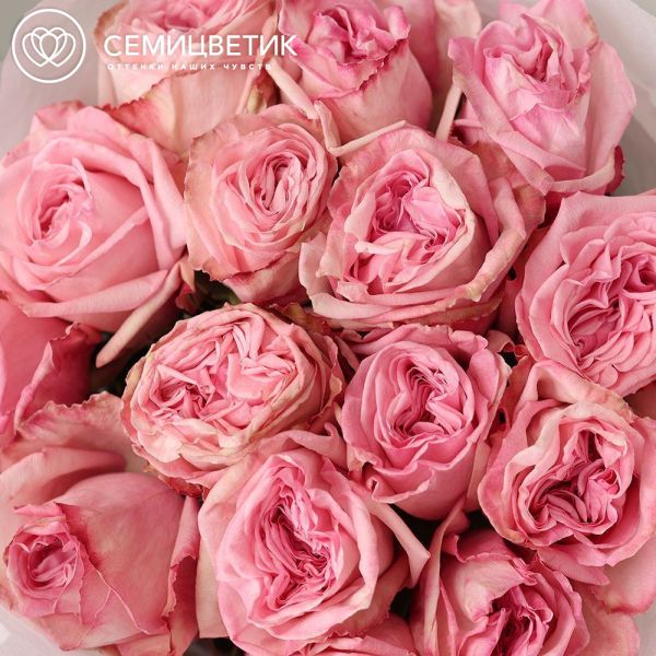 Букет из 15 нежно-розовых пионовидных роз Pink Ohara 50 см в прозрачной пленке