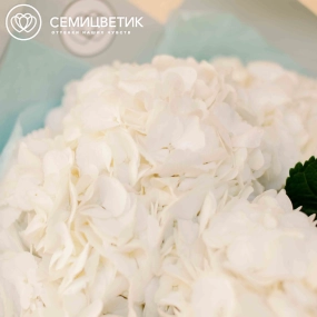 Букет из 7 белых гортензий в белой пленке