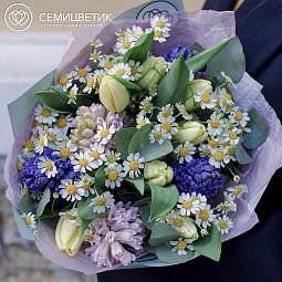 Букет из гиацинтов, тюльпанов и матрикарии в голубой пленке