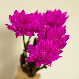 Хризантема Одноголовая Фиолетовая поштучно