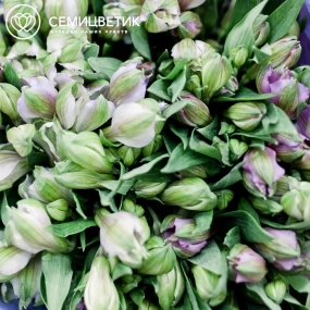 Букет из 25 сиреневых альстромерий в розовой пленке