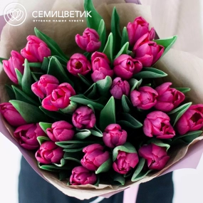 Букет из 25 малиновых тюльпанов в сиреневой пленке