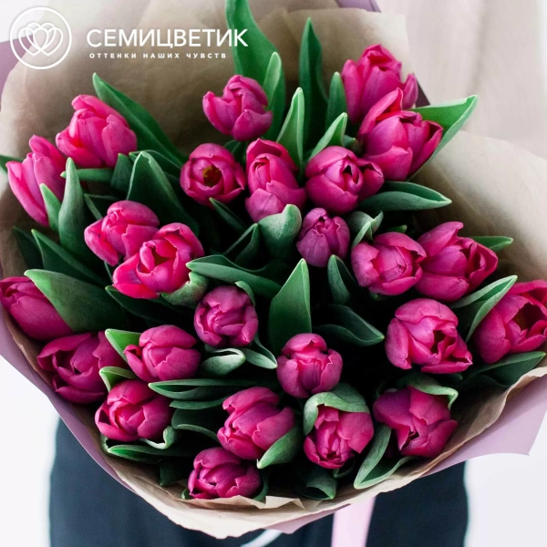 Букет из 25 малиновых тюльпанов в сиреневой пленке
