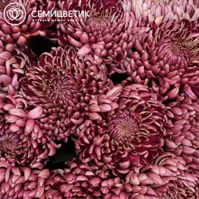 Букет из 9 одноголовых бордовых хризантем Бигуди в бордовой пленке