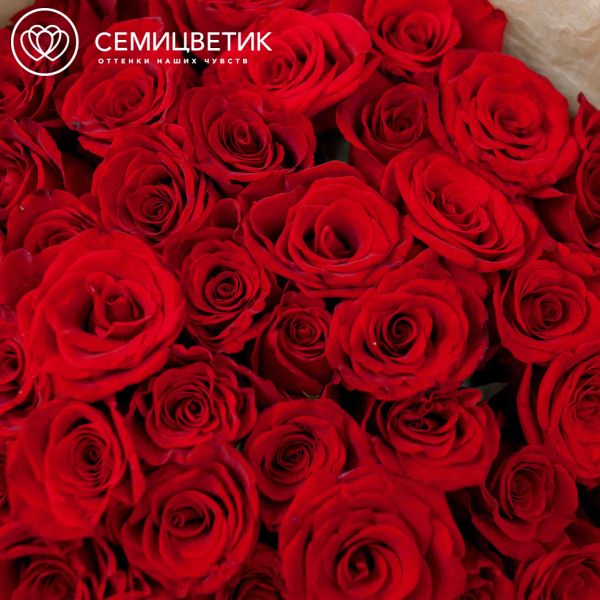Букет из 51 красная с темной каймой роза 35-40 см (Россия)