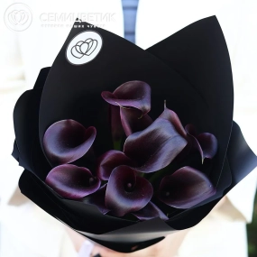 Букет из 11 темно-фиолетовых калл в черной пленке