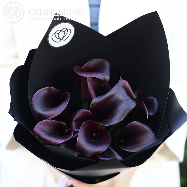 Букет из 11 темно-фиолетовых калл в черной пленке