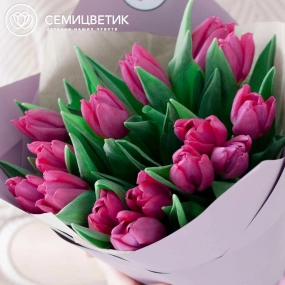 Букет из 15 малиновых тюльпанов в сиреневой пленке