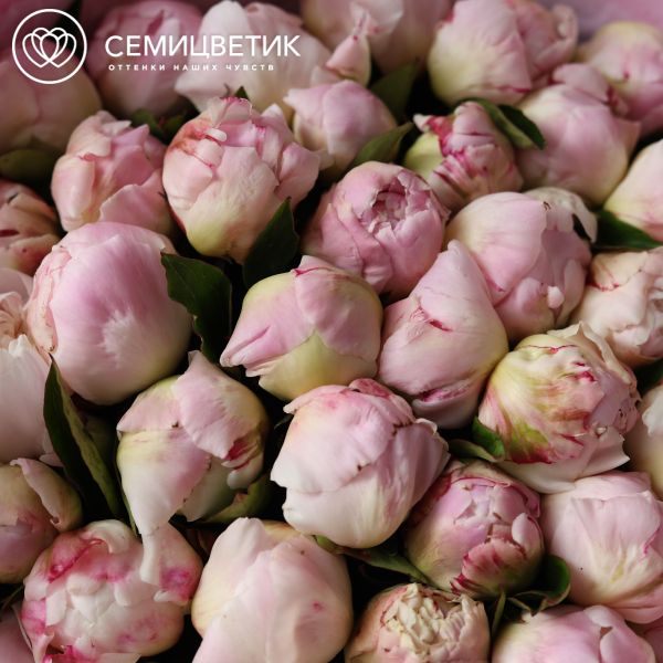 Букет из 51 нежно-розового пиона Gardenia Premium