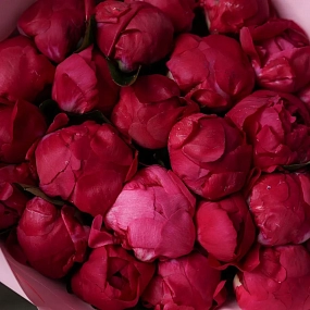 Букет из 25 ярко-розовых пионов Red Sarah Bernhardt Premium в розовой упаковке