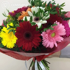 Букет из 19 гербер микс с фисташкой в бордовой пленке