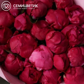 Букет из 25 ярко-розовых пионов Red Sarah Bernhardt Premium в розовой упаковке