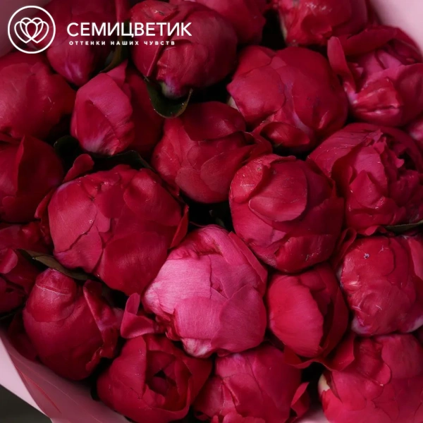 Букет из 25 ярко-розовых пионов Red Sarah Bernhardt Premium в розовой упаковке