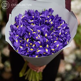Букет из 51 синего ириса в зеленой пленке