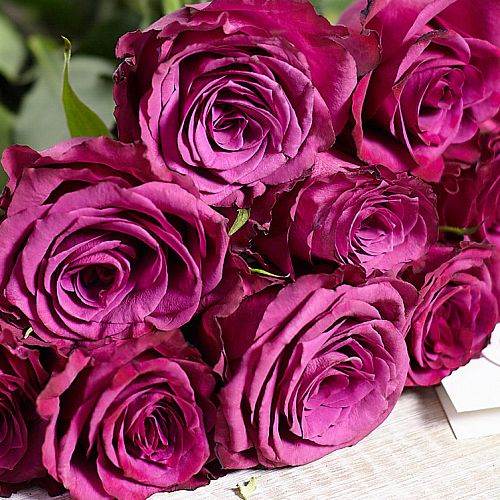 Тёмно-фиолетовые розы 40 см (Кения) Premium
