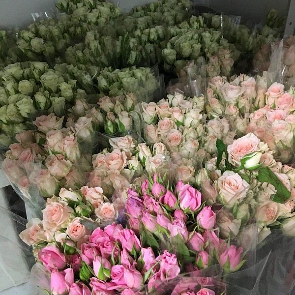 Кустовая роза микс