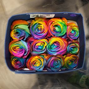 Роза (Эквадор) 60 см Радужная поштучно
