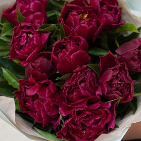 Букет из 11 бордовых пионов Standart Plus в зеленой пленке