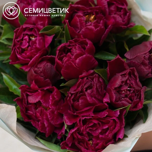 Букет из 11 бордовых пионов Standart Plus в зеленой пленке