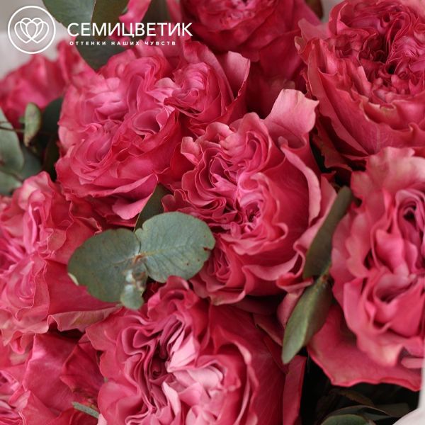 Букет из 11 пионовидных малиновых роз Country Blues (Эквадор) 50 см с эвкалиптом