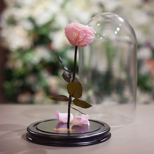 Светло-розовая роза в колбе 31 см