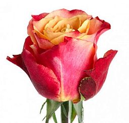 Роза (Эквадор) 3D 80 см Розовая поштучно