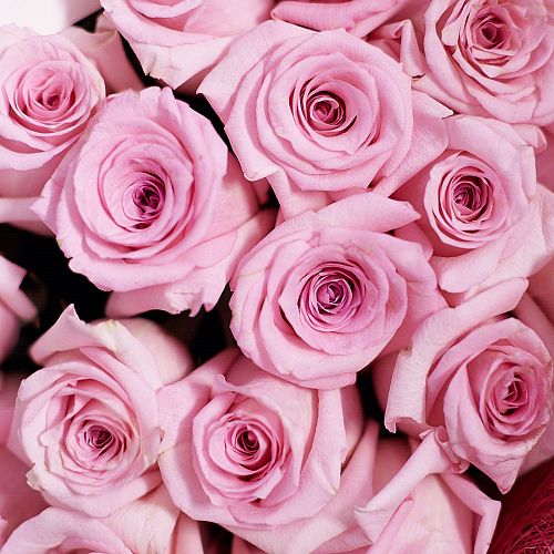 Розовые розы Jessika 60 см (Эквадор) опт