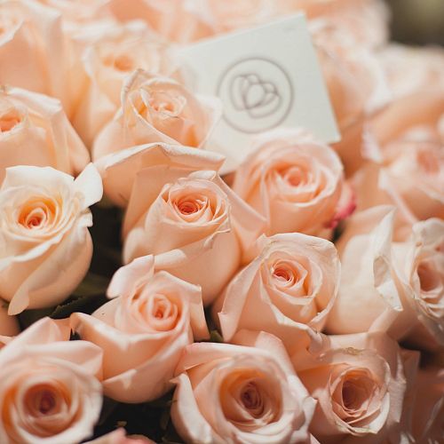 Розовые розы Engagement 60 см (Эквадор) опт