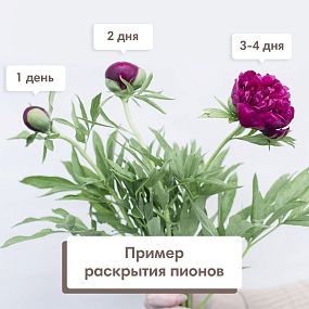 Букет из 5 ярко-розовых пионов Standart Plus